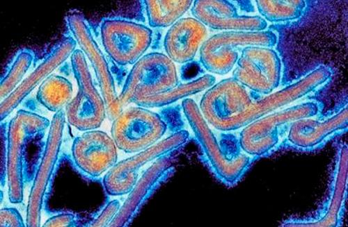 Aislan el virus pariente del Ébola encontrado en una cueva de Asturias