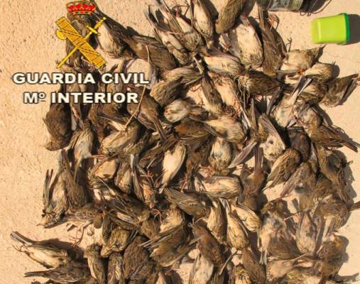 Investigado por cazar aves protegidas en la marisma de Los Palacios