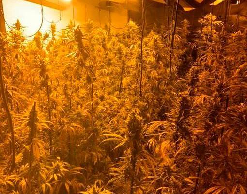 Detenidos cinco ‘okupas’ de una vivienda pública con 700 plantas de marihuana