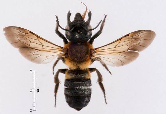 Una abeja gigante se expande por Europa a velocidad de vértigo