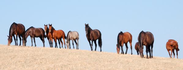 España registra más de 12.000 nuevos equinos y casi 3.000 nuevos ganaderos