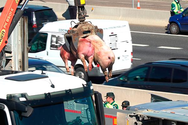 Más de 100 cerdos mueren tras pasar más de 5 horas en el interior de un camión volcado