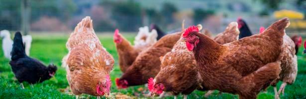 Detectados cinco nuevos focos de gripe aviar en Sevilla