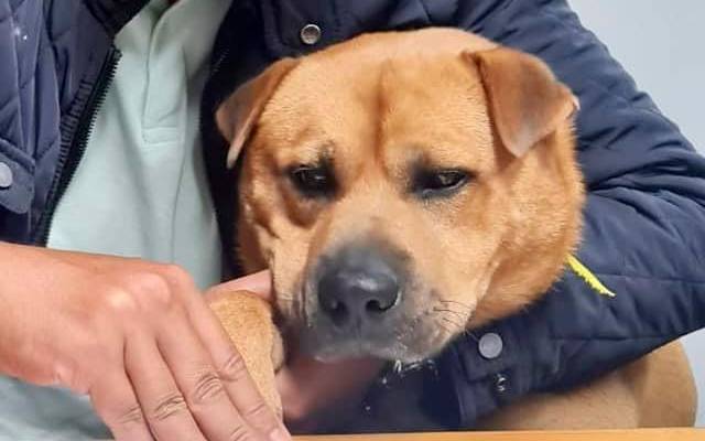Boris, un afable perro de tres años, contratado por tiempo indefinido para dar "amor y cariño" a su personal EFE/ Junta de Distrito de Baguim Do Monte