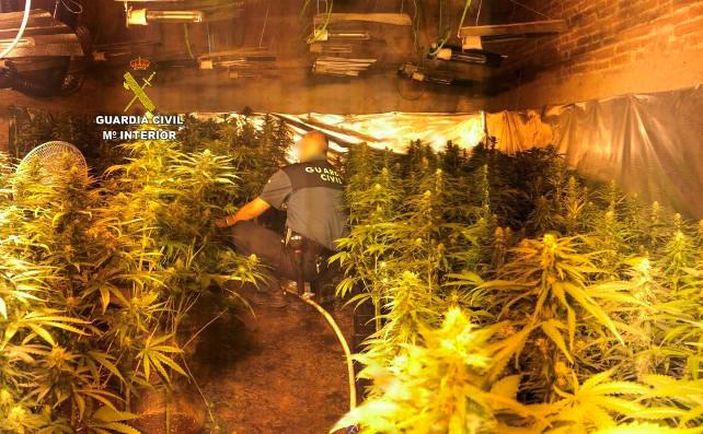 Una plantación de marihuana incautada por la Guardia Civil.