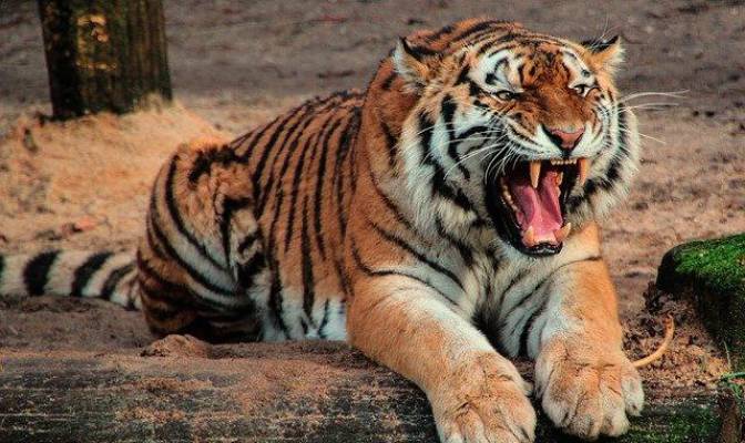 Imagen de un tigre. / Pixabay