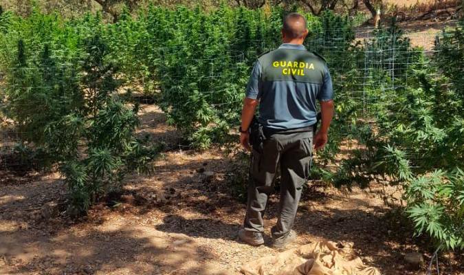 La Guardia Civil desmantela una plantación de marihuana. / Guardia Civil