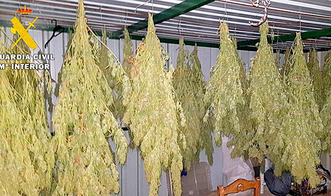 Imagen de archivo de secado de plantas de marihuana. / Guardia Civil