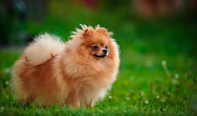 Un Pomerania, la raza del primer posible caso de coronavirus en mascotas. / El Correo