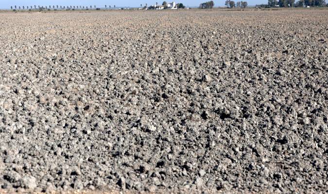Tierras de cultivo de arroz sin sembrar a causa de la sequía. / E.P.