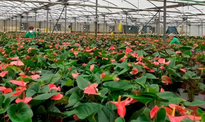 El Gobierno aprueba 4,3 millones de ayudas al sector de la flor cortada de Andalucía