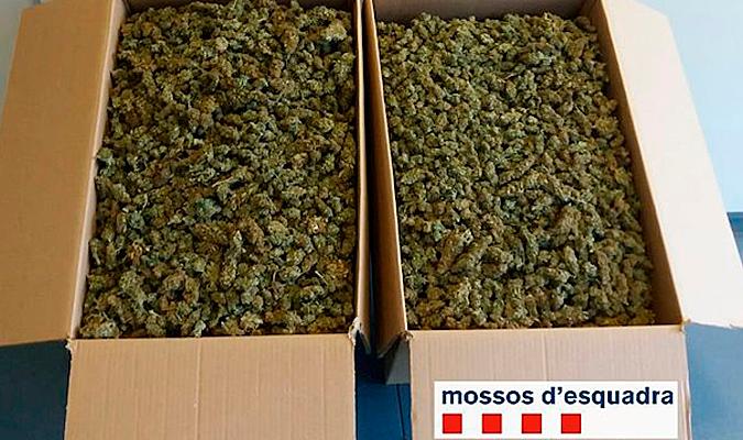 Imagen de archivo de cogollos de marihuana intervenidos. / Mossos
