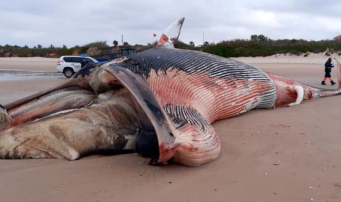 Imagen de la ballena muerta. / El Correo