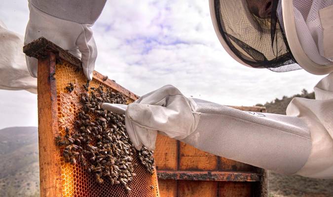 La presidenta de la Asociación del Rincón de la Abeja, Paloma Vecino, inspecciona un panel de abejas en la finca apícola Joseillo. EFE/Jorge Zapata.