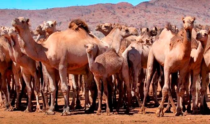 Camellos salvajes en Australia.