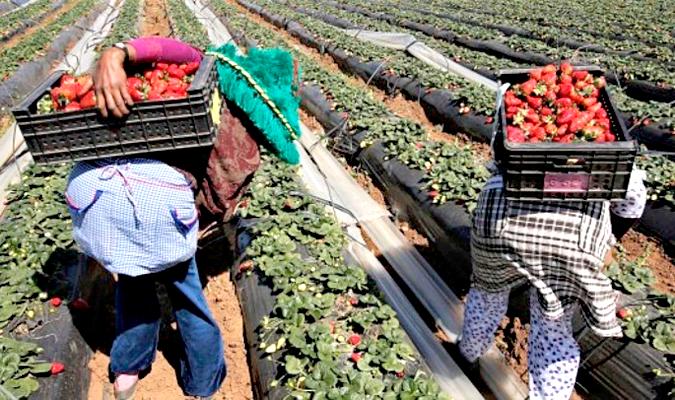 Recogida de fresas en la región de Rabat-Salé-Kenitra. / El Correo