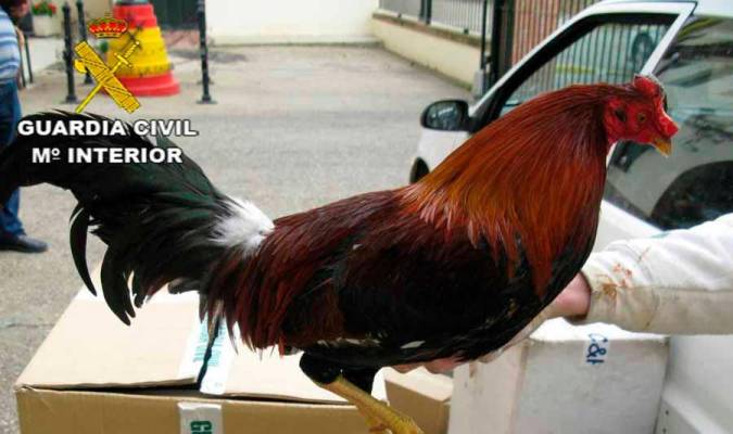 Imagen de archivo de un gallo de pelea confiscado por la Guardia Civil. 