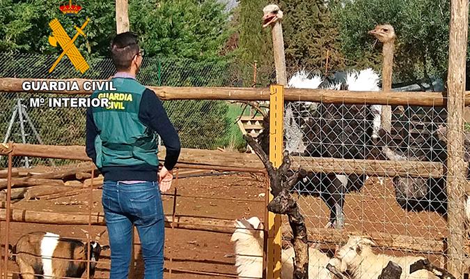 Imagen de animales en el zoo clandestino. / Guardia Civil