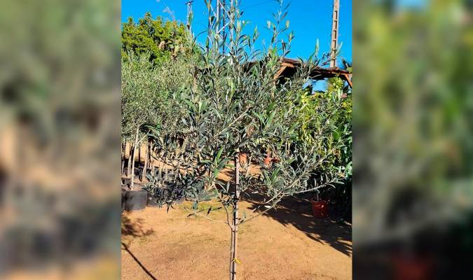 El olivo, el nuevo árbol de Navidad en El Viso del Alcor (Foto: Ayuntamiento de El Viso del Alcor)