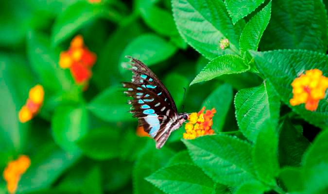 Mariposas, las centinelas del medio ambiente