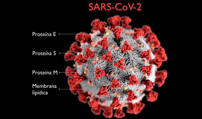 Un grupo de científicos ven viable que el coronavirus saliese de un laboratorio