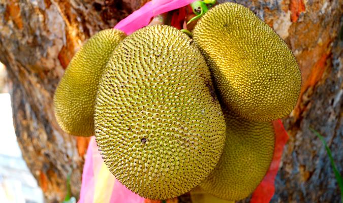  La fruta es conocida en inglés como Jackfruit. / El Correo