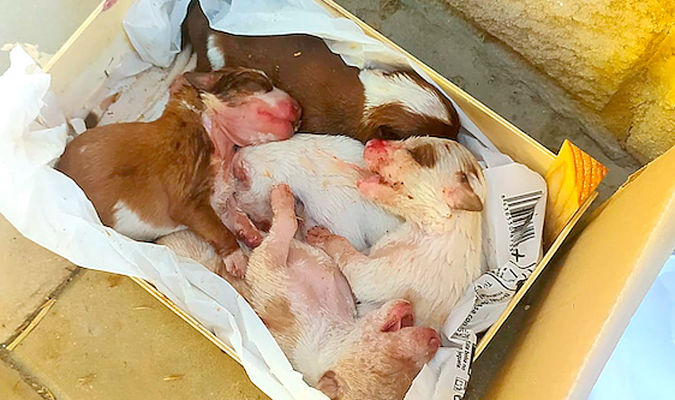 Rescatan a cinco cachorros tirados al contenedor en Almonte