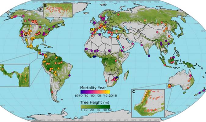 En la imagen, la distribución global de los eventos de mortalidad registrados en bosques de todo el mundo. Imagen cedida por la Universidad Politécnica de Madrid (UPM). EFE
