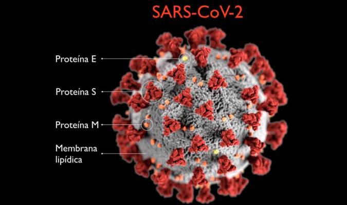 Esquema del virus SARS-CoV-2. 