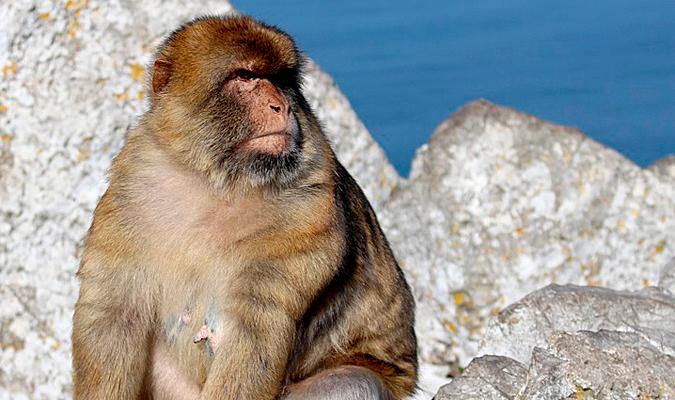 Un mono de Gibraltar. / El Correo