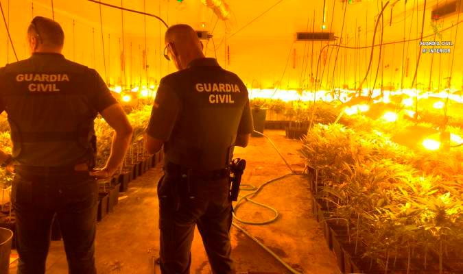 Plantación de marihuana descubierta por la Guardia Civil. / Guardia Civil