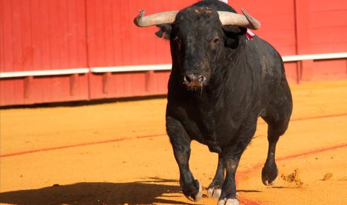 ¿Tiene que ver la edad de los toros con su capacidad de herir a los toreros? / Foto: Álvaro Pastor Torres