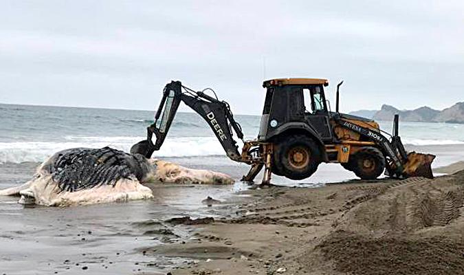Imagen de una ballena muerta varada en una playa. / El Correo