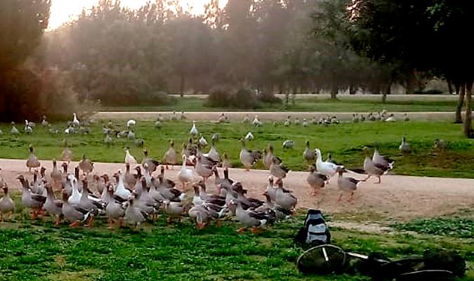 Gansos en el Parque del Tamarguillo este miércoles. / Ayuntamiento de Sevilla