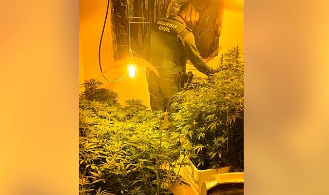 Plantación de marihuana encontrada en la vivienda. / Guardia Civil