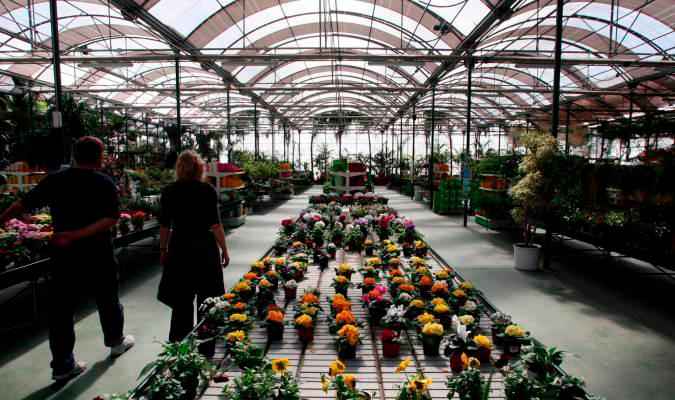 Los floricultores sevillanos pierden ya 15 millones de euros