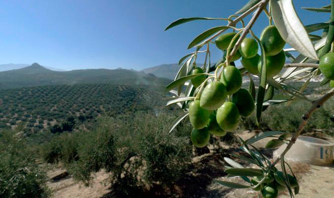 Éxito de “Olivares Vivos”: agricultura y biodiversidad diseñada en Andalucía