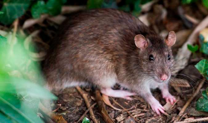 Condecoran a una rata detectora de minas antipersona