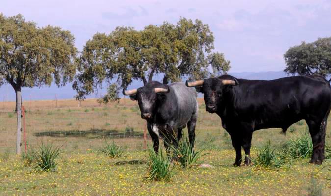 Los ganaderos de toros prevén 34,14 millones de pérdidas en Andalucía por la cancelación de festejos