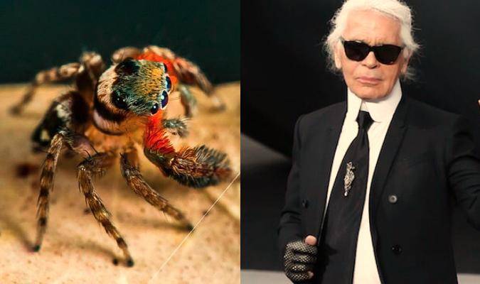Descubren una nueva especie de araña y la bautizan como Karl Lagerfeld