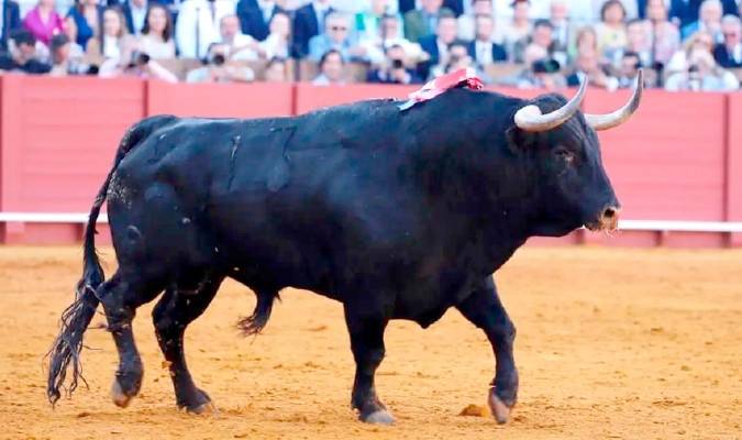 El toro de Olga Jiménez, recién salido de los chiqueros de la Maestranza. Foto: Arjona-Pagés
