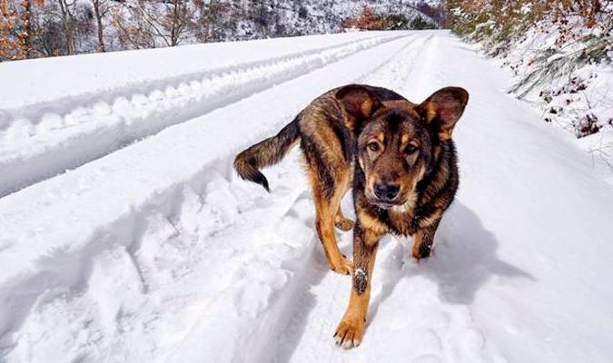 Un perro en la nieve. / EFE