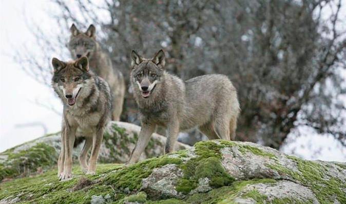 Tres ejemplares de una manada de lobos fotografiados en la cima de una colina en Sierra Morena. / Europa Press