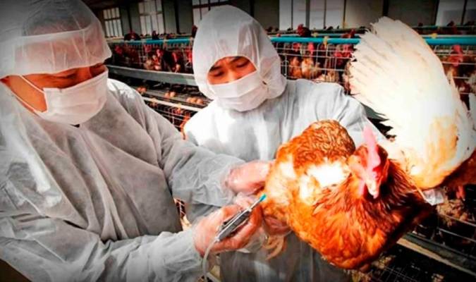La gripe aviar se abre paso en China