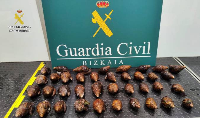 Imagen de los 38 caracoles incautados por Agentes de la Guardia Civil de la Sección Fiscal y de Fronteras del aeropuerto de Bilbao. EFE/GUARDIA CIVIL 