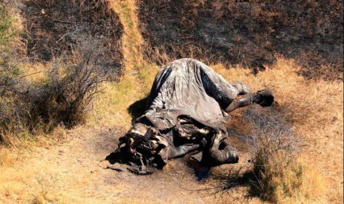 Más de 100 elefantes muertos por ántrax en Botsuana