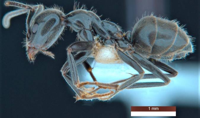Una hormiga «niñera», entre las 139 nuevas especies clasificadas en Australia