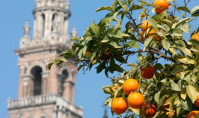 Naranjas de Sevilla y empresarios