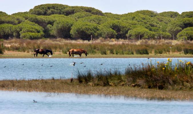 Imagen de archivo de las lagunas de Santa Olalla, ubicadas en el corazón de Doñana. EFE/Eduardo Abad