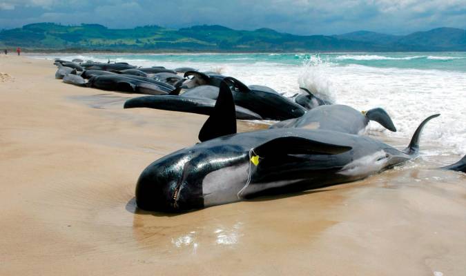 Al menos 14 cachalotes muertos tras quedar varados en la playa